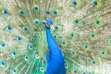 Obraz premium Indian peacock, pavo cristatus, in full display
