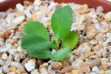 Small seedling of Mother of Thousands in potted pebbles.