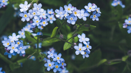 Forget-me-not in the grass macro 