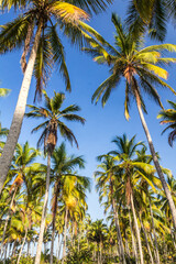 palm trees on the beach 