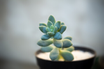 Close up of a succulent with blur background.