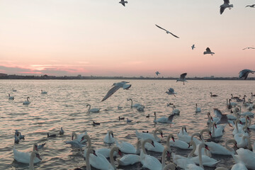 View of swans on lake in Crimea on the sunset. Beautiful sunset light.