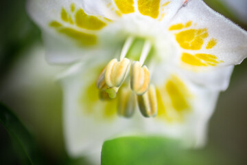 Macro photo of pepper blossom, especially in the anthers.