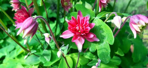 Obraz premium red and white tulips
