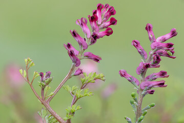 Macro shot of flowers on a common fumitory (fumaria officinalis) plant