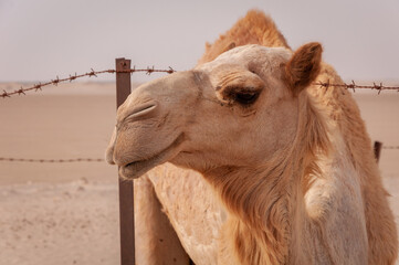 Camels in the UAE desert