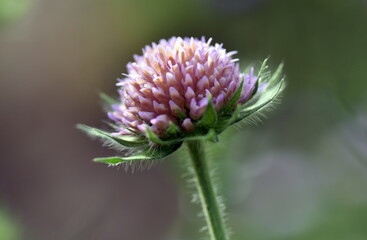 Blüte einer Witwenblume im Frühling