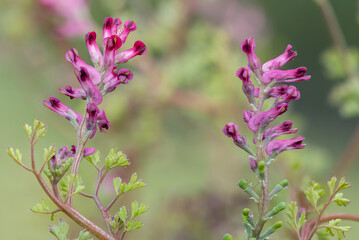 Macro shot of flowers on a common fumitory (fumaria officinalis) plant