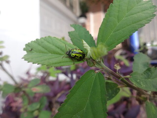 beetle on a leaf