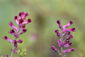Macro shot of flowers on a common fumitory (fumaria officinalis) plant