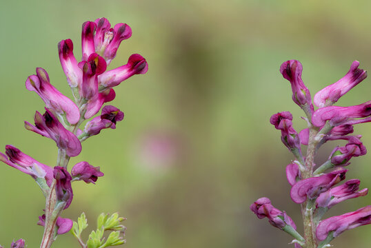 Macro shot of flowers on a common fumitory (fumaria officinalis) plant