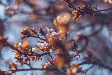 Apple tree branches with blooming rwhite flowers
