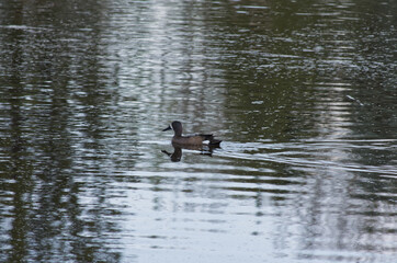Blue Winged Teal in the Water