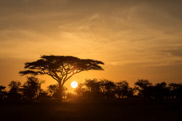 Acacia tree in safari of Serengeti National Park of Tanzania with beautiful sunrise in background. Wild nature of Africa