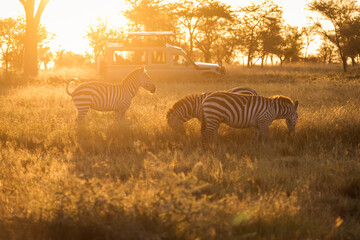 African zebras at beautiful landscape during sunrise safari in the Serengeti National Park....