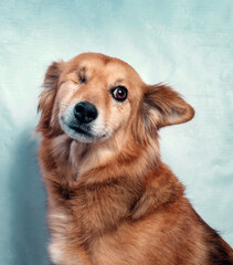 portrait of brown one eyed dog looking and smiling at the camera, in front of a light blue background
