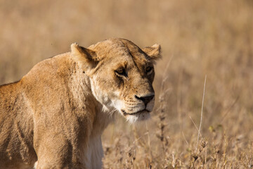 Closeup of a lioness resting in the grass during safari in Serengeti National Park, Tanzania. Wild nature of Africa..