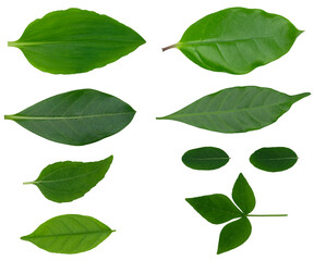 Closeup of set of green nature leaf isolated cutout on white background with clipping path.