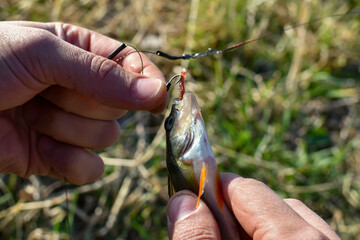Fishing. Male hands free caught fish from hook. Fishing on river with an earthworm. Summer fishing....