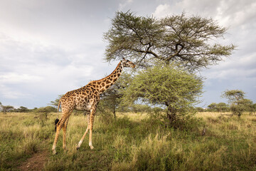 Portrait of a giraffe looking on the camera during safari in Tarangire National Park, Tanzania, with beautiful acacia tree in background. Wild nature of Africa.