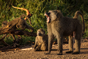 Baboons monkey family on the field during safari in National Park of Serengeti in Tanzania. Wild nature of Africa