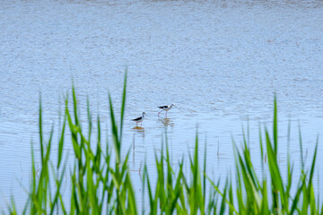 Black-winged lapwings on stilt legs search for food in shallow water on a sunny day against the backdrop of green grass. Bird life in the wild.