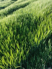 Obraz premium Nature