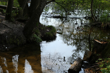 Small river in the forest