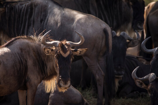 Group of wildebeasts during safari in National Park of Serengeti, Tanzania. Wild nature of Africa.