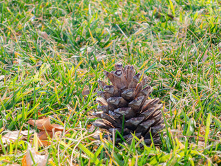 Naklejka na ściany i meble Close up shot of a pine cone in the Hayley Hendricks Park