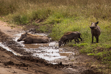 Warthog in mud during safari in Serengeti National Park, Tanzania. Wild nature of Africa.