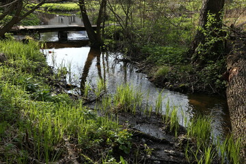 Small river in the forest