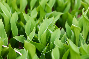 Obraz premium a glade of green tulip leaves