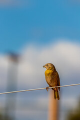 P&aacute;ssaro pousado em um fio de arame -  Sicalis flaveola