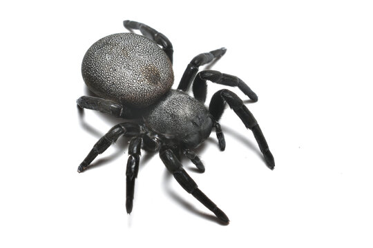 Closeup picture of the Mediterranean ladybird spider Eresus walckenaeri (Araneae: Eresidae) from Greece, a female specimen photographed on white background.