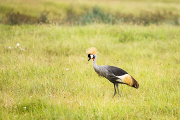 Grey crowned crane bird in the grass during safari in Ngorongoro National Park, Tanzania. Wild nature of africa.