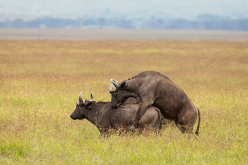 Obraz premium Buffalo in the grass during safari in Serengeti National Park in Tanzani. Wilde nature of Africa..