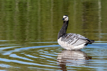 goose on the water