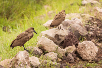 A closeup shot of a hamerkop in the Ngorongoro national park in Tanzania. WIld nature of Africa.