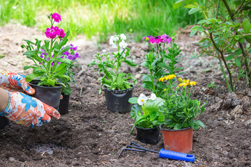 The girl plants flowers in the flowerbed. Selective focus