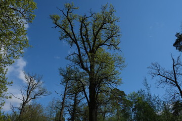 Male monastery Optina Pustyn in Russia
