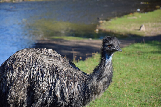 Ostrich walks on the green shore of the pond