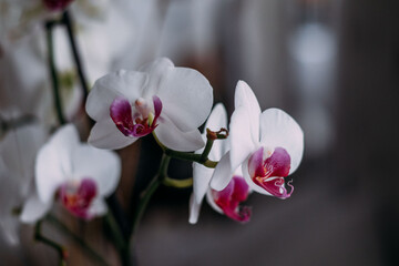 purple and white orchid flower on a gray background  - obrazy, fototapety, plakaty
