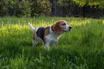 Beagle on the meadow of dandelions.
