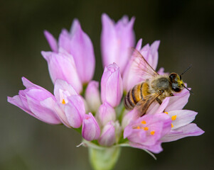 Macrophotographie de fleur sauvage - Ail rose - Allium roseum)