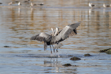 Douro river herons fighting