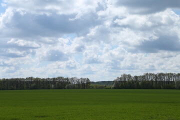Fototapeta na wymiar Green field and trees under blue cloudy sky