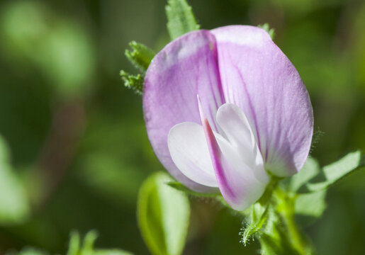 Macrophotographie de fleur sauvage - Astragale d'Autriche - Astragalus austriacus