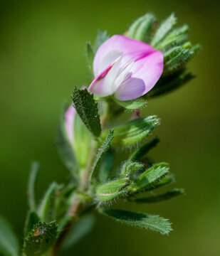 Macrophotographie de fleur sauvage - Astragale d'Autriche - Astragalus austriacus