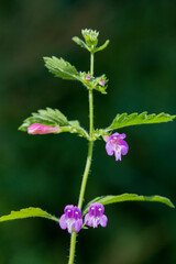 Macrophotographie de fleur sauvage - Calament à grandes fleurs - Clinopodium grandiflorum